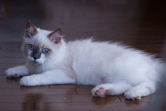 Ragdoll