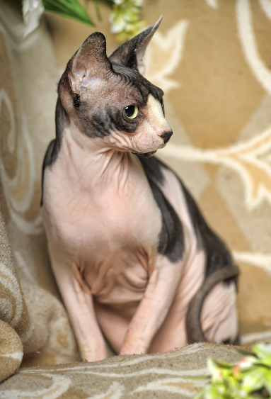 Sphynx Cat