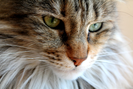 Maine Coon