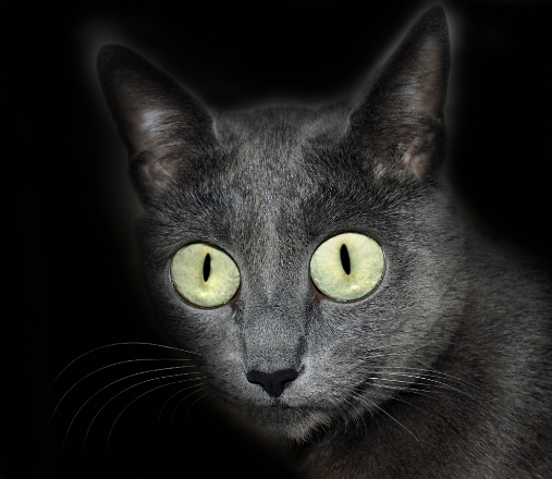 Russian Blue