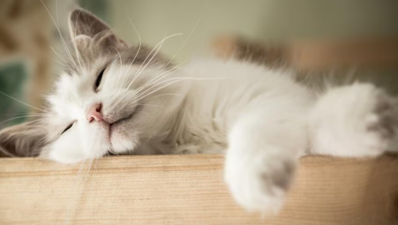 Young cat representing the importance of early insurance enrollment