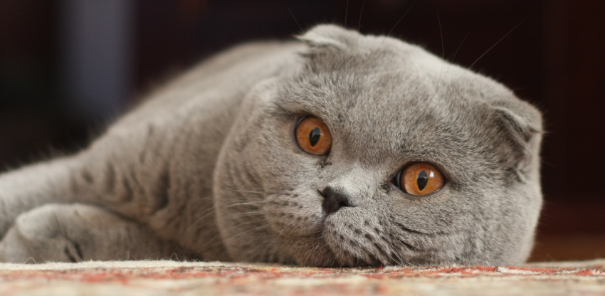 Scottish Fold Cat sitting in characteristic pose