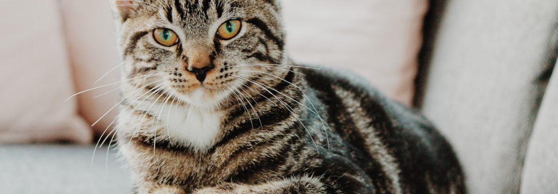 Cat surveying from high position