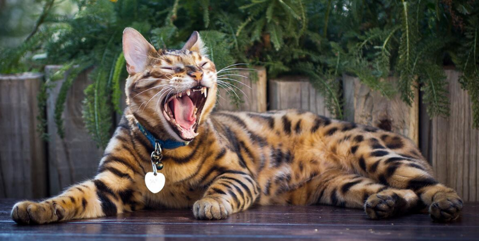 Bengal cat full body showing muscular build