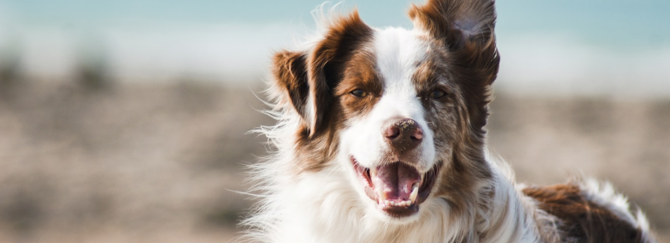 Large calm dog relaxing indoors