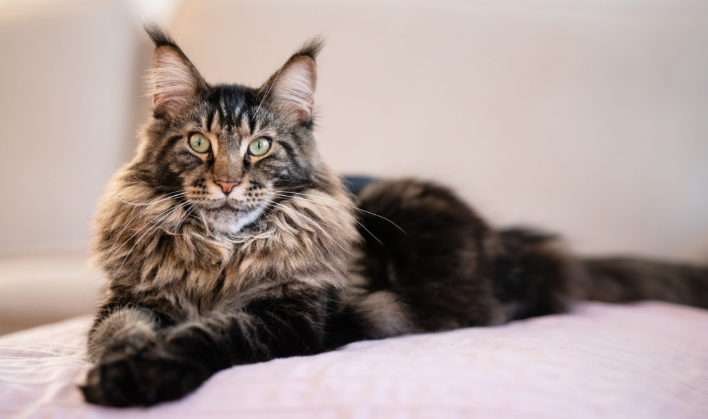 A Maine Coon cat