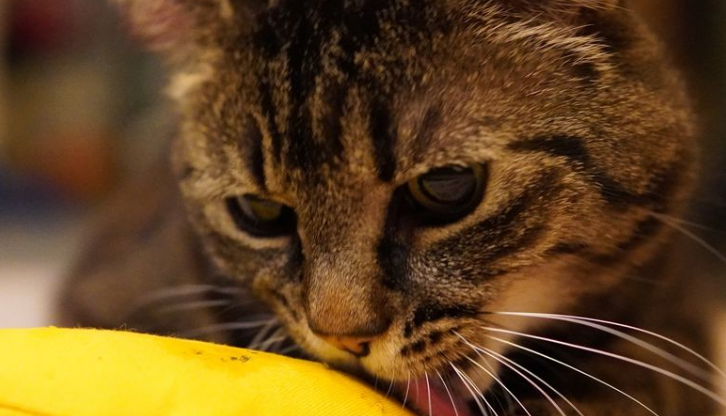 Happy healthy cat representing the peace of mind that comes with proper emergency preparation