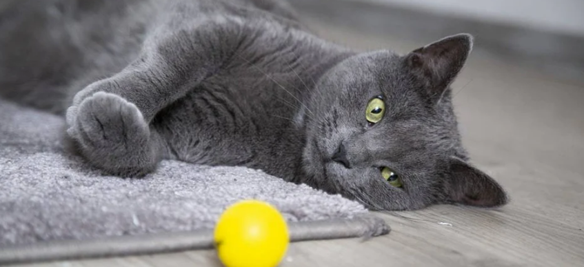 Russian Blue cat showing the characteristic dense double coat