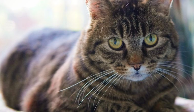 Cat receiving veterinary care during an emergency visit
