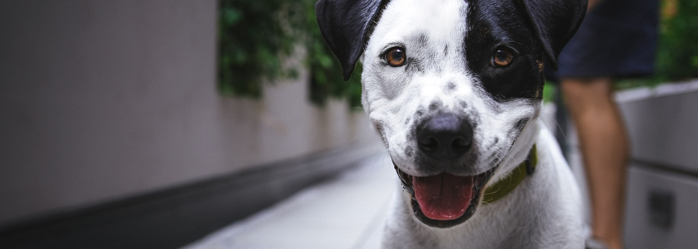 Dog resting with favorite toy