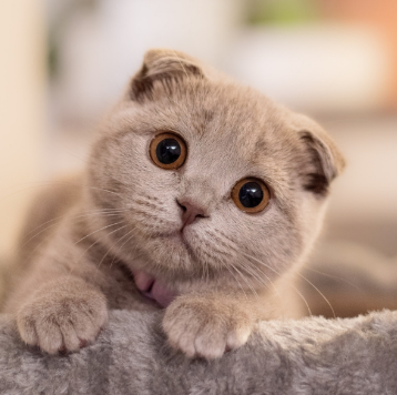 Adult Scottish Fold cat