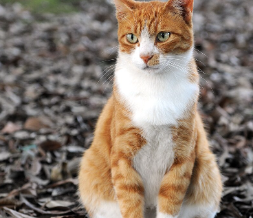 An orange tabby cat outdoors