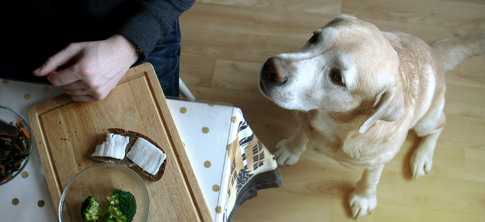 Cat looking at food bowl