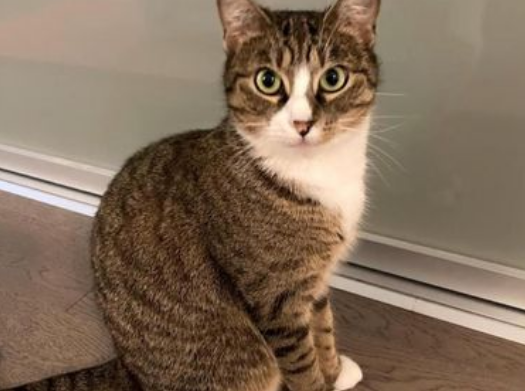 Cat near household items that could pose dangers