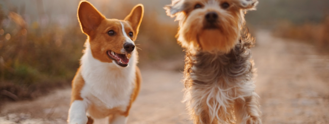 Two dogs running together in a field