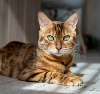 Close-up of Bengal cat face