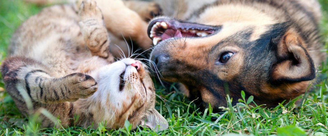 Cat and dog together