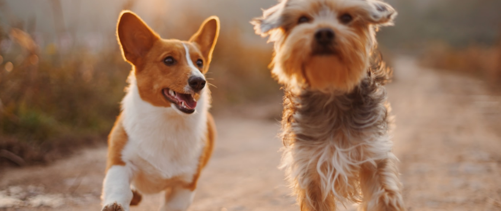 Dog and cat together