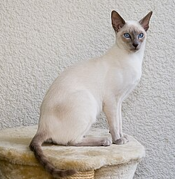 A traditional Siamese cat