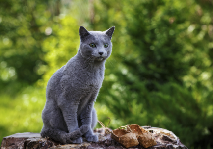 Russian Blue cat