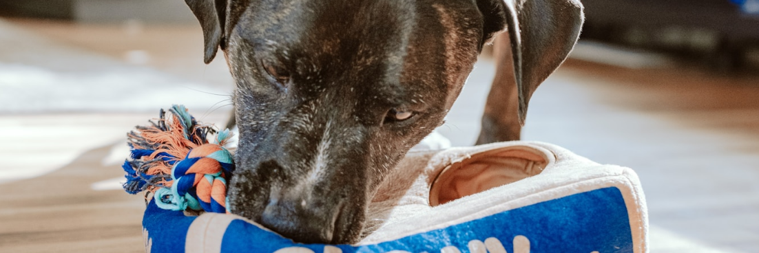 Dog looking through shelter kennel fence