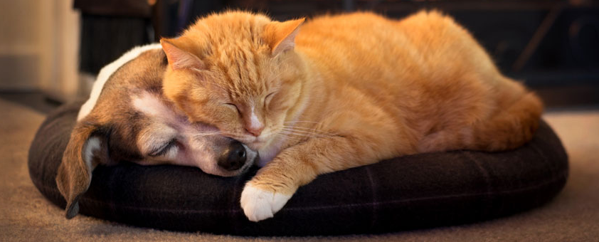 Happy dog and cat together