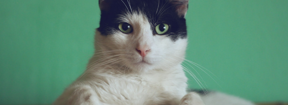 Cat in apartment window
