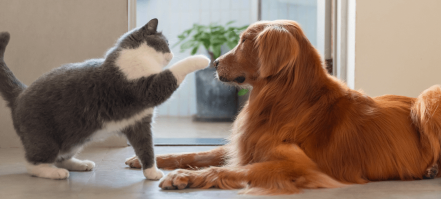 Cat and dog communicating