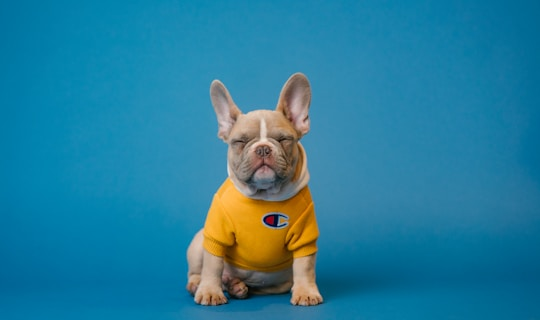 Dog behind fence at shelter
