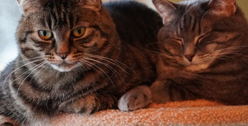 Two cats representing the varying needs of different cat owners