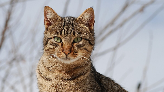A tabby cat in natural pose