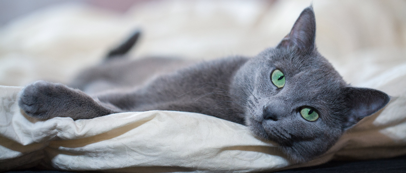 Russian Blue cat with striking green eyes and silver-blue coat