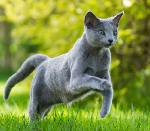 Russian Blue cat in a relaxed pose