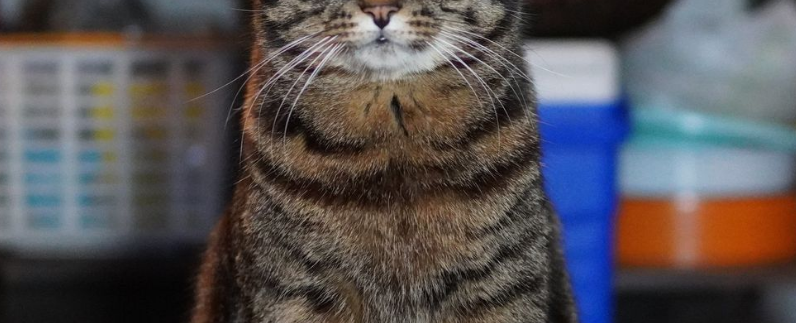 Cat at veterinary clinic illustrating the insurance claims process