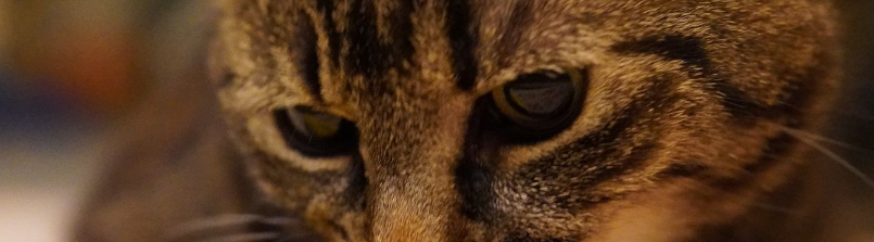 Cat in hunting stance