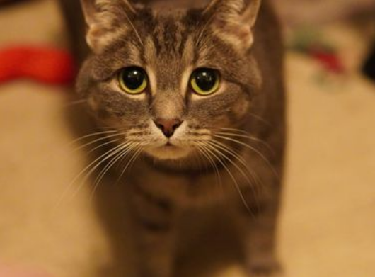 Indoor cat in home environment