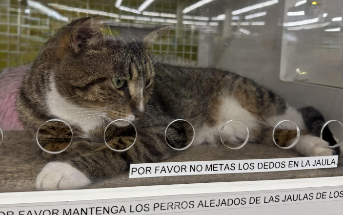 Cat looking contemplatively