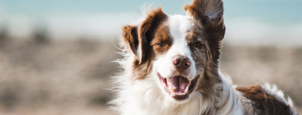 Healthy golden retriever