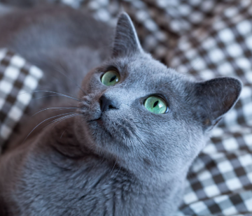 Russian Blue cat portrait