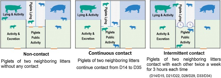 Puppy and kitten together