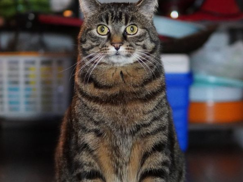 Cat watching intently