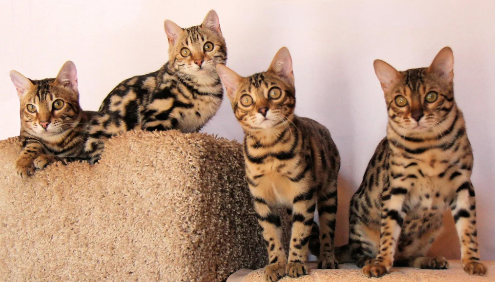 Bengal kitten