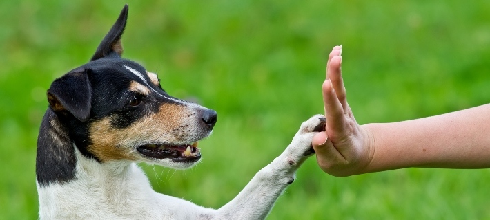 Dog looking attentively