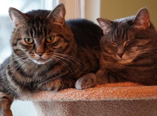 Cat resting peacefully