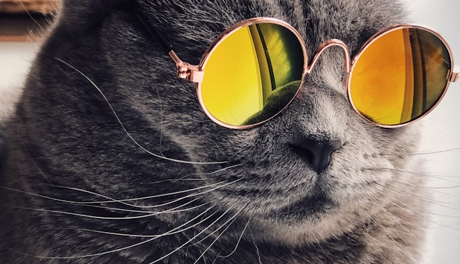 Cat exploring safely