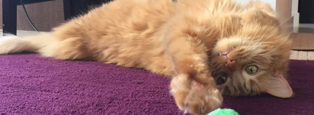 A beautiful cat representing the importance of pet insurance coverage