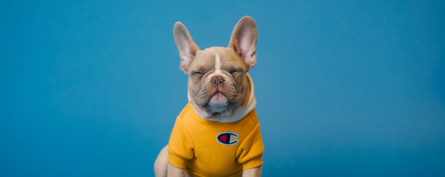 Dog resting in a modern apartment setting