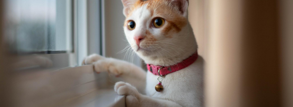 Cat looking out window
