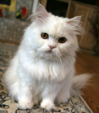 A white Persian cat