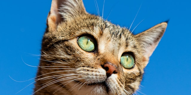 Black cat with striking eyes